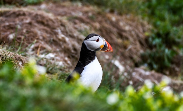 Close-up of bird on rock