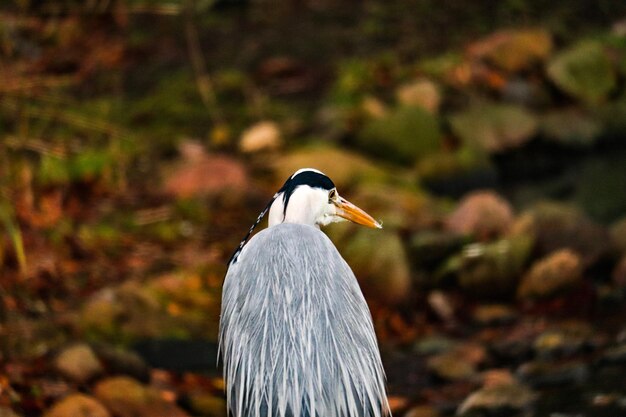 Close-up of a bird on rock