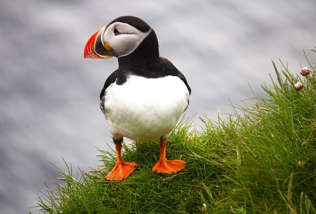 Photo close-up of a bird on rock