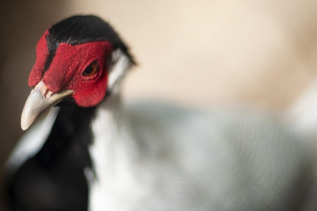 A close up of a bird's face