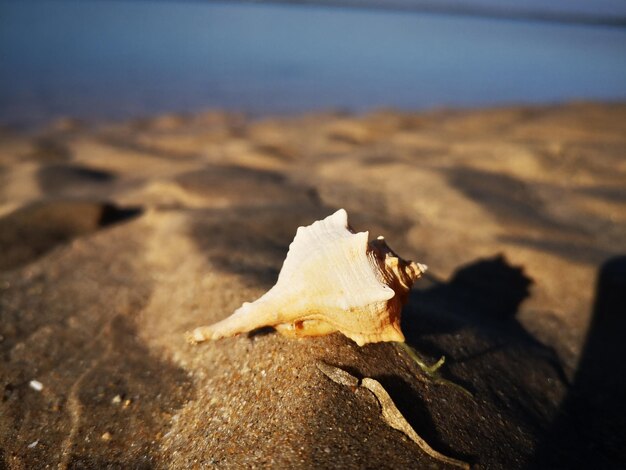 Photo close-up of a bird on sand