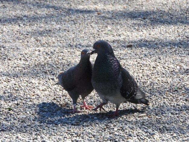 Photo close-up of bird on sand