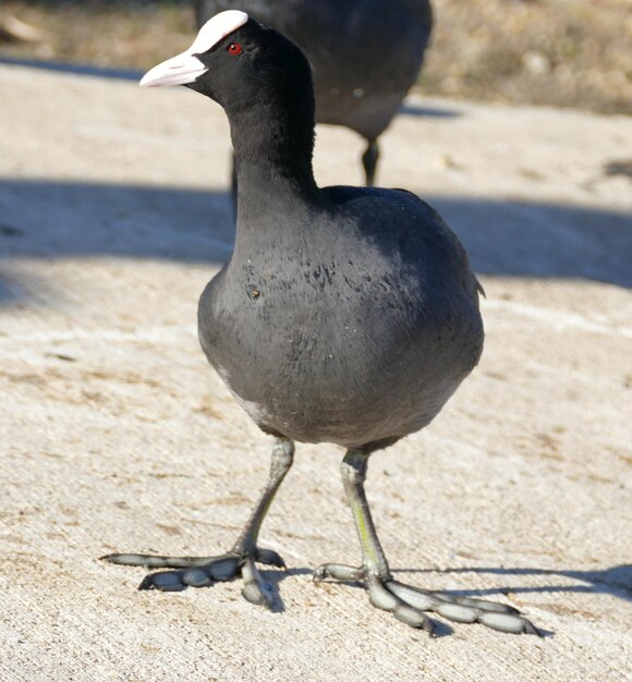 Photo close-up of bird on sand