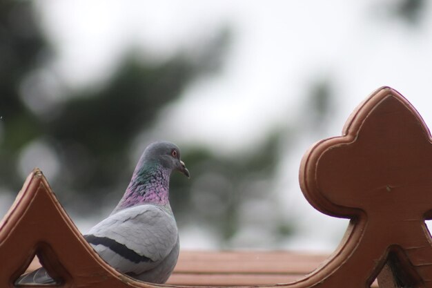 Photo close-up of a bird sculpture