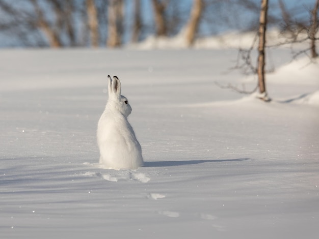 冬の雪上の鳥のクローズアップ