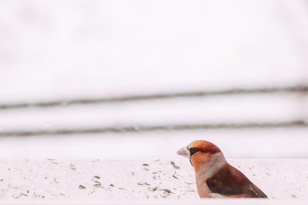 Close-up of a bird on snow