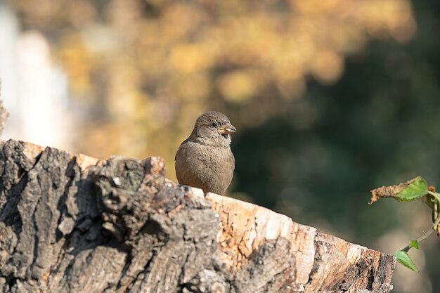 Close up of a bird sparrow sitting on a wooden trunk