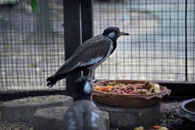 Photo close-up of bird standing in cage