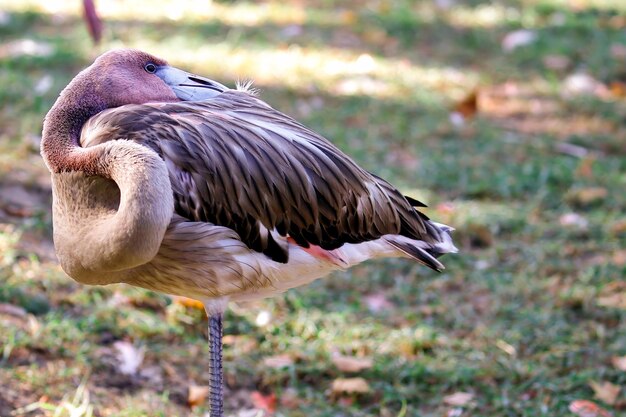 Foto close-up di un uccello in piedi sul campo