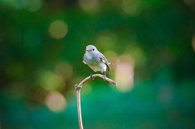 茎の上の鳥のクローズアップ