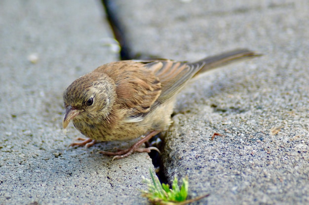 クラックに閉じ込められた鳥のクローズアップ