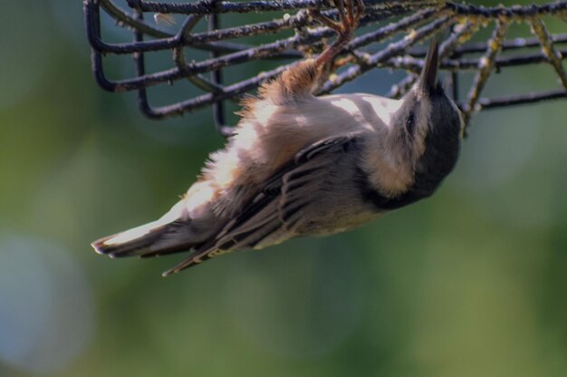 Photo close-up of a bird on suet