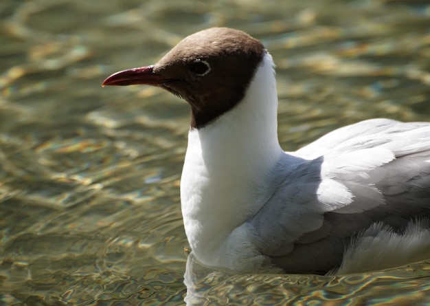 Photo close-up of bird swimming in lake
