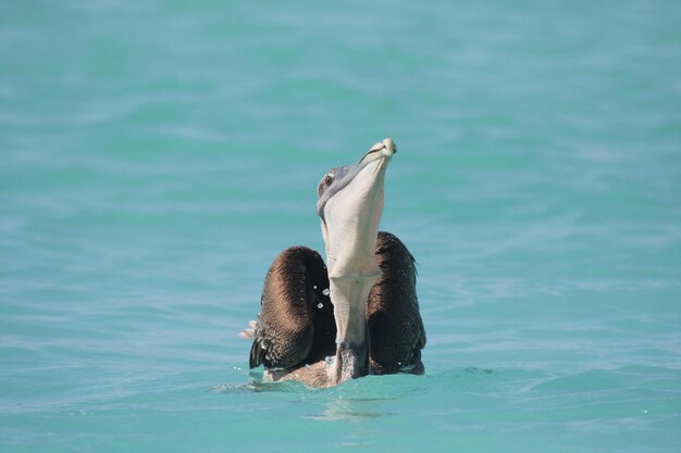 Photo close-up of bird swimming in sea