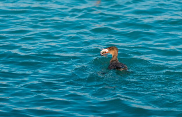 Photo close-up of bird swimming in water