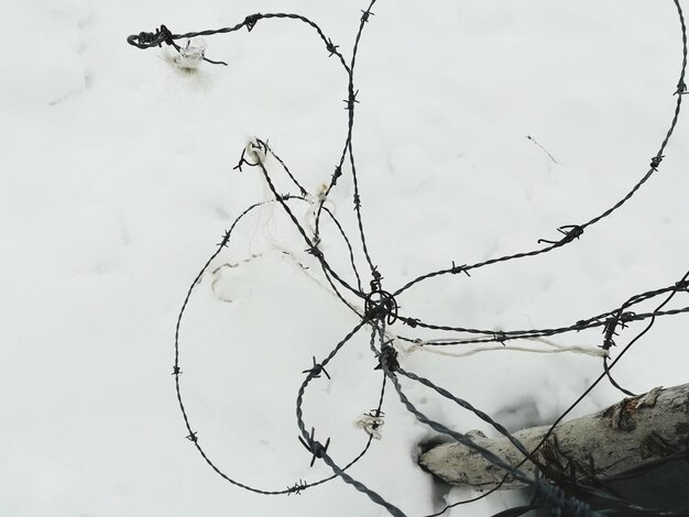 Close-up of bird on tree against sky during winter