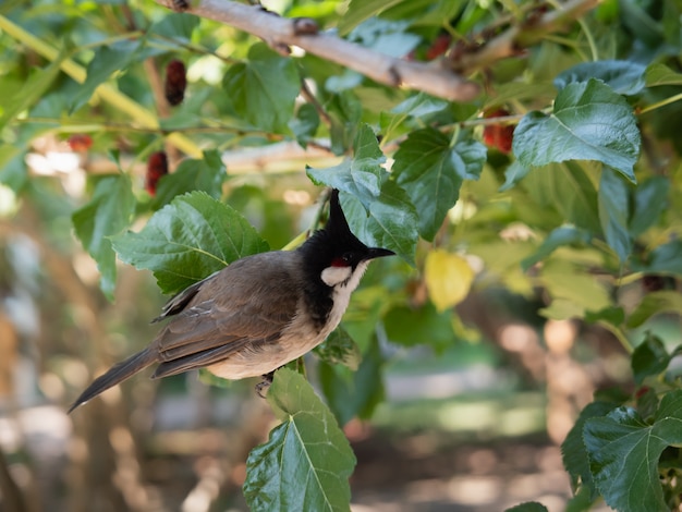 木の枝に鳥のクローズアップ