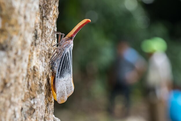 Foto close-up di un uccello sul tronco di un albero