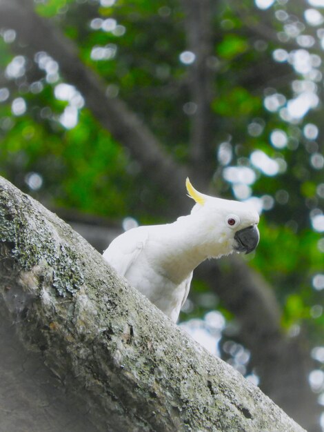 Close-up of a bird on tree trunk