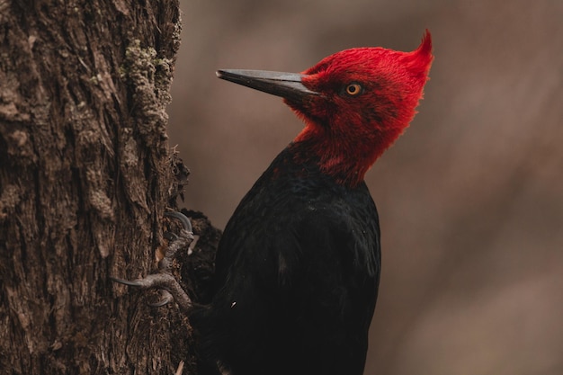 close-up of bird on tree trunk