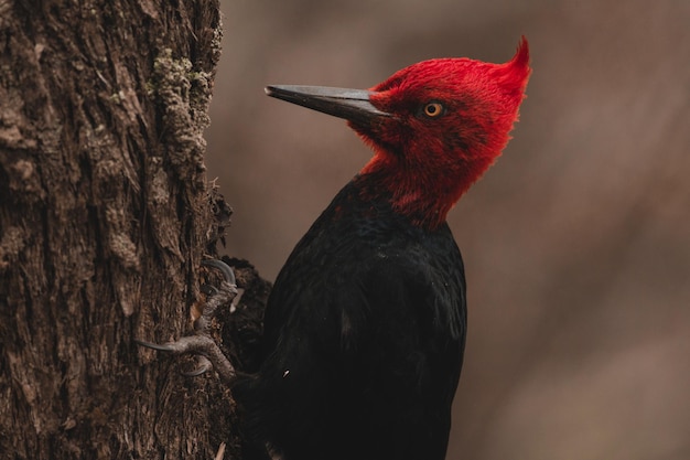 Foto prossimo piano di un uccello sul tronco di un albero