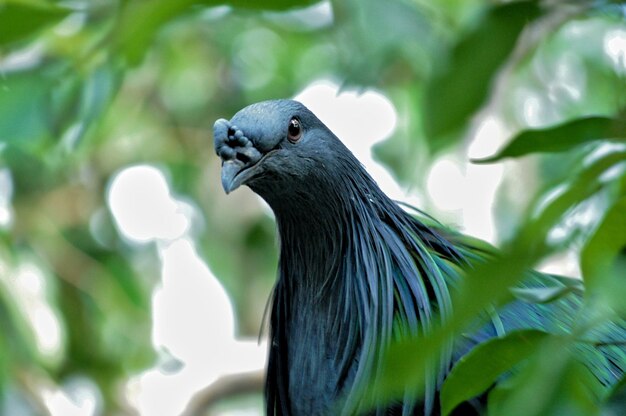 Close-up of bird on tree