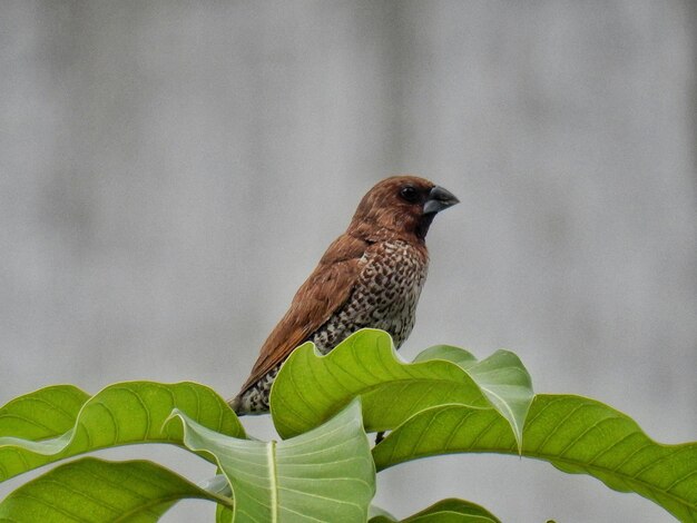 Close-up of bird on tree