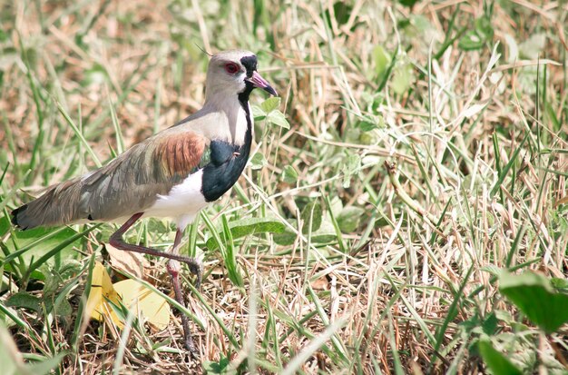 Photo close-up of bird walking on grass