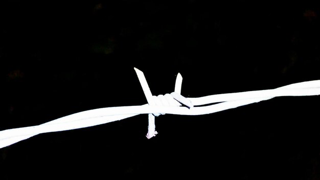 Close-up of bird on wall