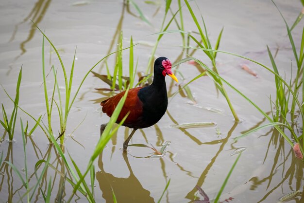 Foto prossimo piano di un uccello in acqua