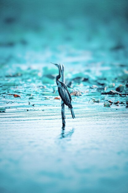 Photo close-up of bird in water