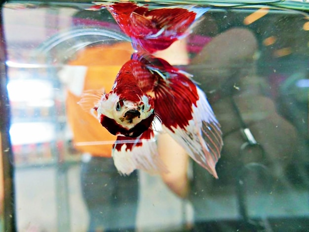 Photo close-up of bird in water