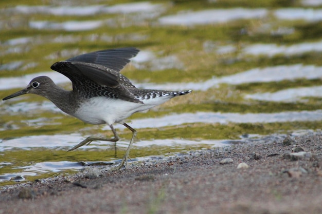 Photo close-up of bird in water