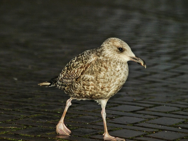 Foto prossimo piano di un uccello in acqua