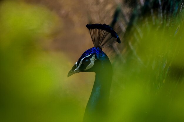 Photo close-up of bird on water