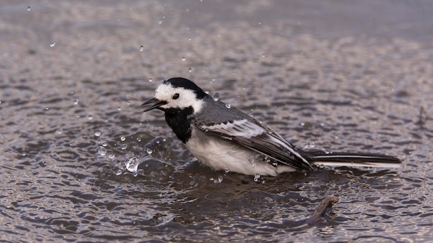 Близкий план птицы на воде