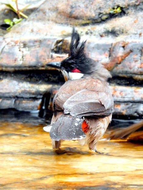 Foto prossimo piano di un uccello in acqua