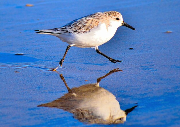 Photo close-up of bird in water