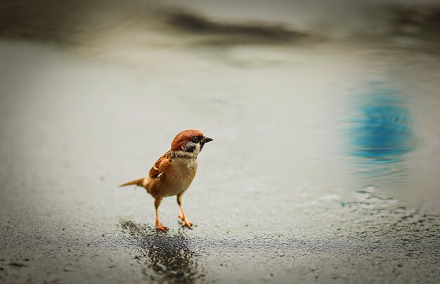 Photo close-up of bird in water