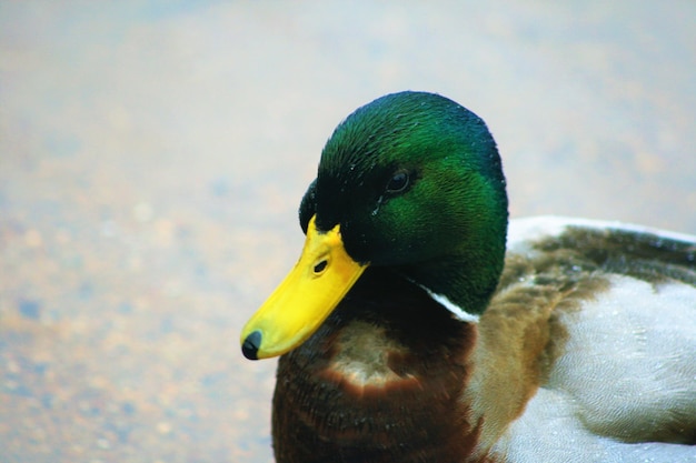 Photo close-up of bird in water