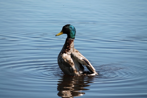 水面上の鳥のクローズアップ