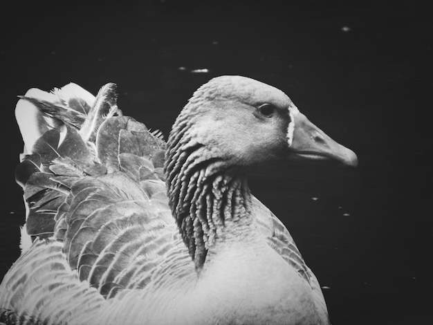 Photo close-up of bird in water