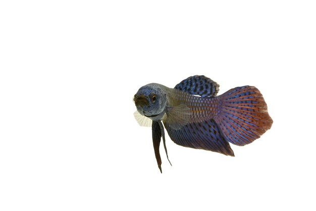 Photo close-up of a bird over white background