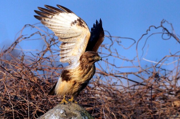 Foto prossimo piano di un uccello in natura