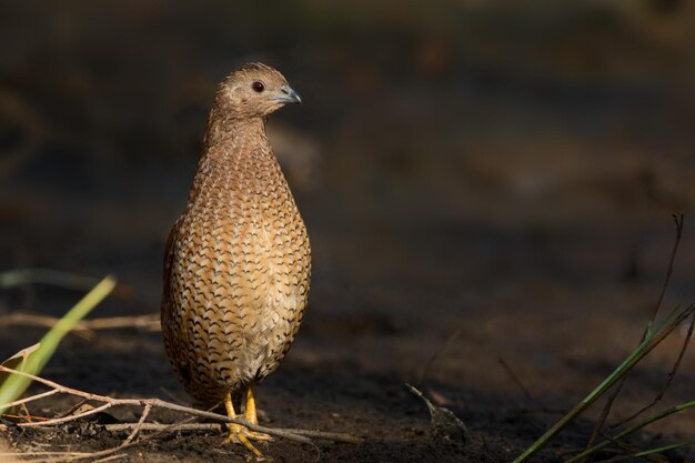 野生の鳥のクローズアップ