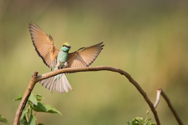 野生 の 鳥 の クローズアップ
