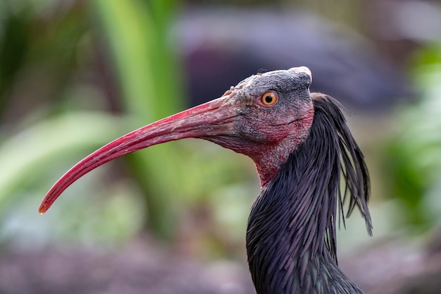 A close up of a bird with a red beak