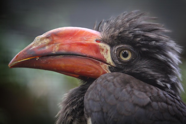 赤いくちばしを持つ鳥のクローズ アップ