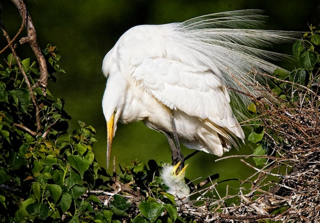 Foto close-up di un uccello con un giovane animale nel nido sulle piante