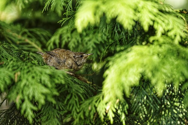 Close-up of a bird wren